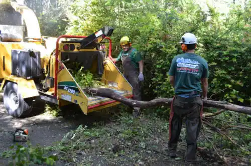 tree services Roxborough Park